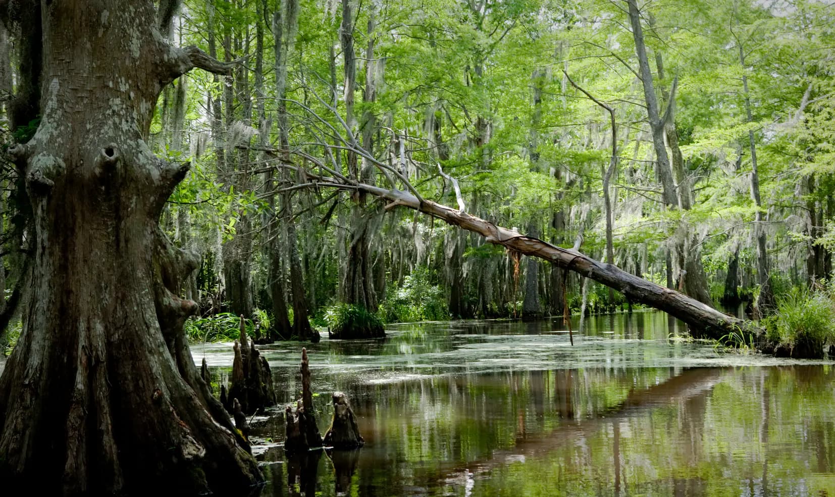 Sunlit cypress trees reflected in still swamp water.