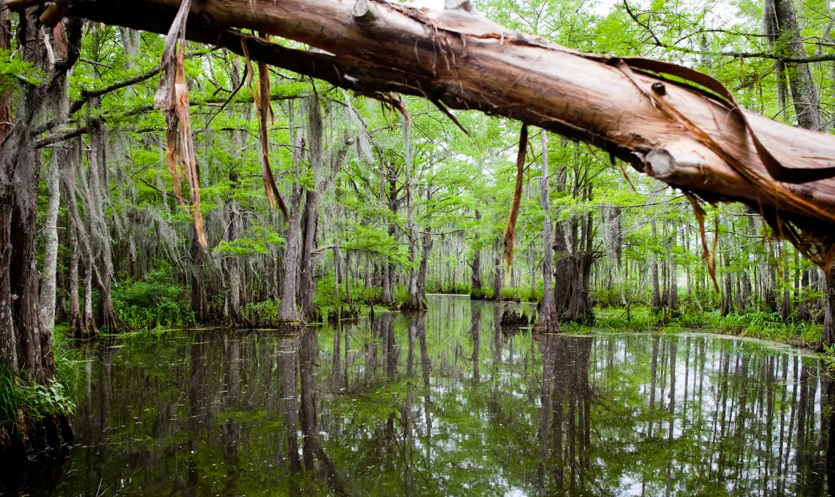 Cypress trees and a fallen branch reflected in swamp water.