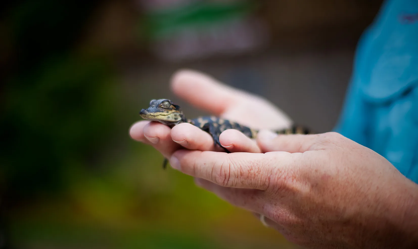 A guide holding a young alligator in both hands.