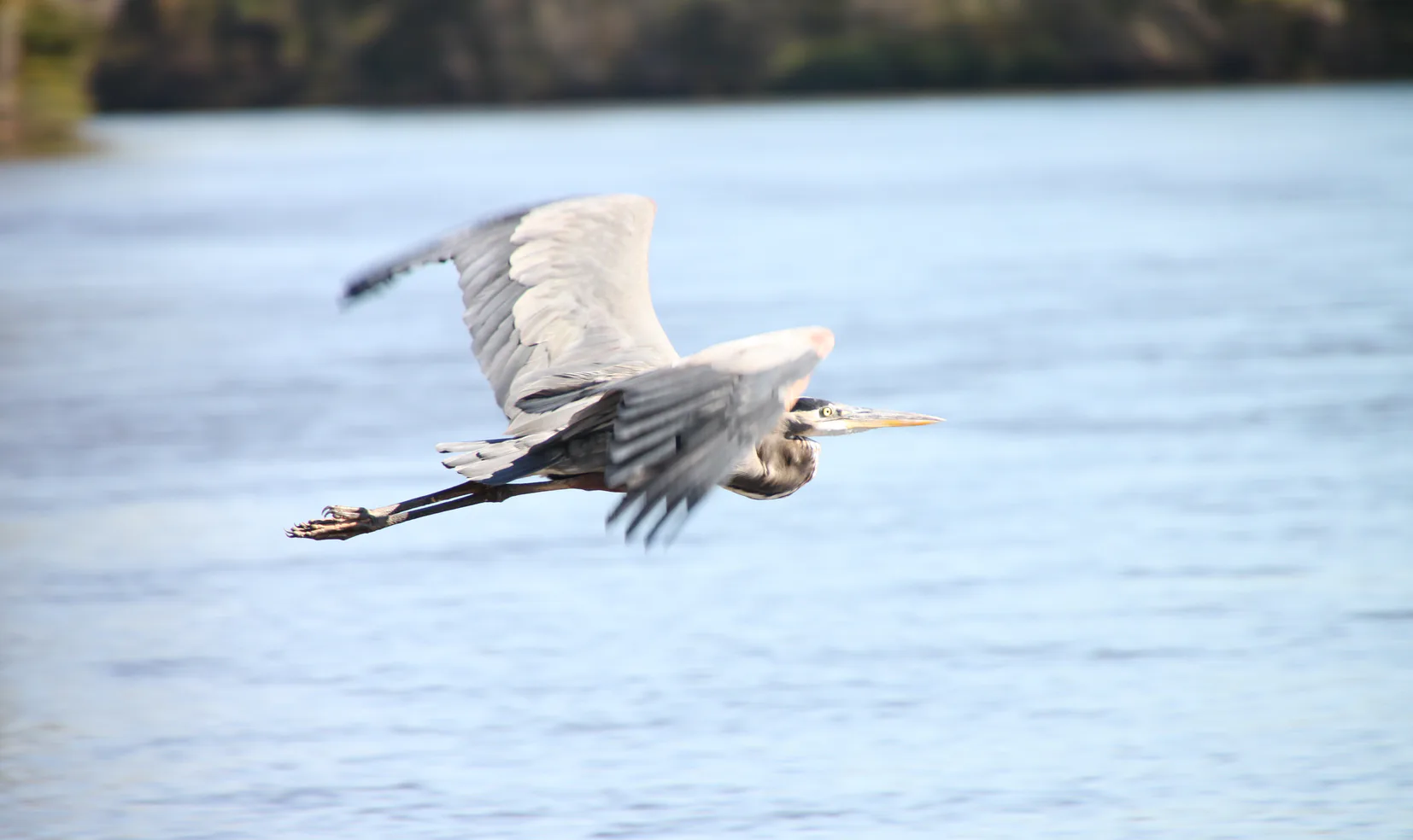 A great blue heron flying low over the water.