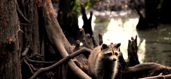 A raccoon standing among cypress roots beside the water.