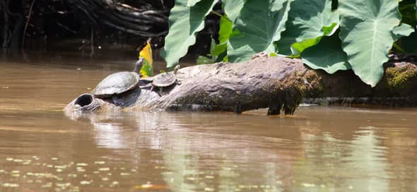 A turtle resting on a log above the swamp water.