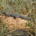 An alligator sitting on grass in the swamp.