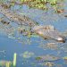 An alligator wading through swamp water.