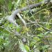A snake climbing through tree foliage