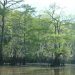 Cypress trees with moss draping from them.