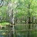 Cypress trees in a Louisiana swamp.