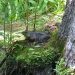 A frog perched on a bump on a log in the bog.