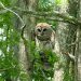 An owl sitting on a tree branch.