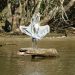 A bird drying its wings while perched on a log in a Louisiana swamp.