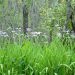Grass and other foliage growing in a swamp.