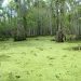 A swamp with cypress trees and green algae covering the water.
