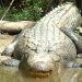 A closeup of an alligator's face.