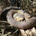 A closeup of a snake twisted around a tree branch.