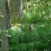 A racoon peeking through tall grass.