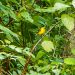 A yellow humming bird sitting on a thin vine.