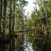 Cypress trees extending out of a Louisiana swamp.