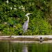 An egret sitting on a floating log in the swamp.