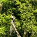 A bird perched in the sun on a fallen tree limb.