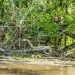 A snake crawling through fallen tree limbs.