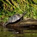 A turtle sunbathing on a piece of driftwood.