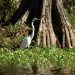 An egret sitting in a swampy foliage.