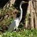 A bird sitting in tall grass.