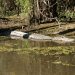 An alligator swimming through swamp water.