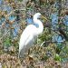 An egret sitting in a tree's branches.