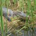 An alligator sitting on grass in the marshlands.