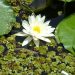 A white flower floating in swamp water.
