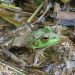 A closeup of a green tree frog covered in mud.