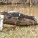 An alligator sunbathing on a fallen tree.
