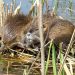 A group of beavers huddled together.
