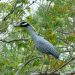 A bird sitting on a tree branch.