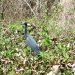 A bird sitting in tall grass.