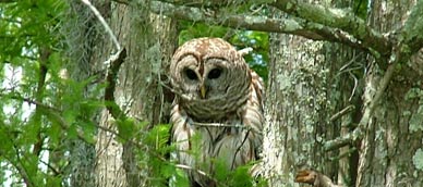 An owl in in swamp trees.