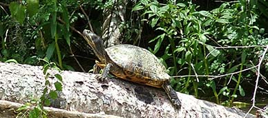 A turtle sunbathing on a log.